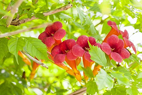Trompetenblume Campsis radicans 60-100 cm Kletterpflanze winterhart | Sichtschutz, blühende Kletterpflanze, sonniger Standort, robust, für Zaun und Fassade, insektenfreundlich