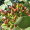 TOYHEART 5 Piezas De Semillas De Frutas De Primera Calidad, Semillas De Pistachos Sin OMG Fáciles De Plantar Semillas De árboles De Pistachos Frescos Para Jardín Verde