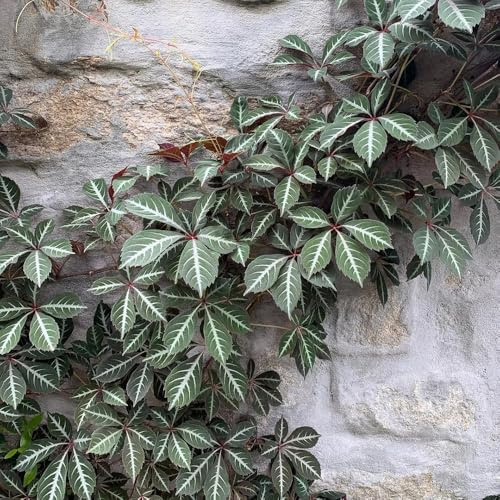 wilder wein, jungfernrebe - nachhaltige produkte Parthenocissus tricuspidata herbstpflanzen winterhart blühend gartendeko für draußen hängepflanzenzaun deko vines steingartenpflanzen 550samen