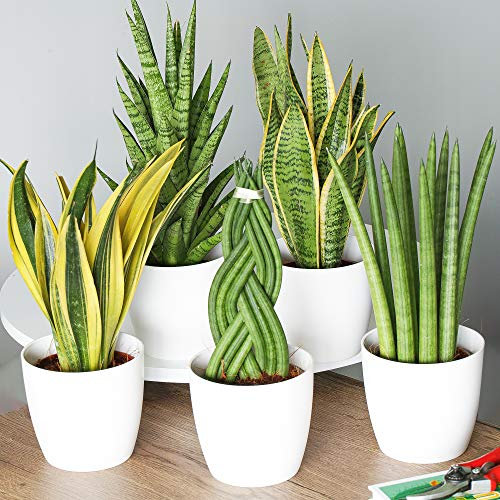 Sansevieria Indoor House Plant Collection - 3 Plant Selection Offering Unique Foliage Shapes and Air Purifying Qualities - Perfect for Home or Office