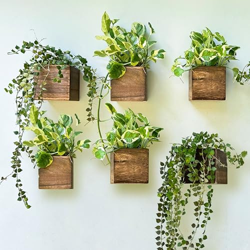LaLaGreen Pflanzkästen aus Holz für Zimmerpflanzen (10,2 x 10,2 cm, 6 Stück), kleine quadratische Wand-Pflanzgefäße, Blumentopf