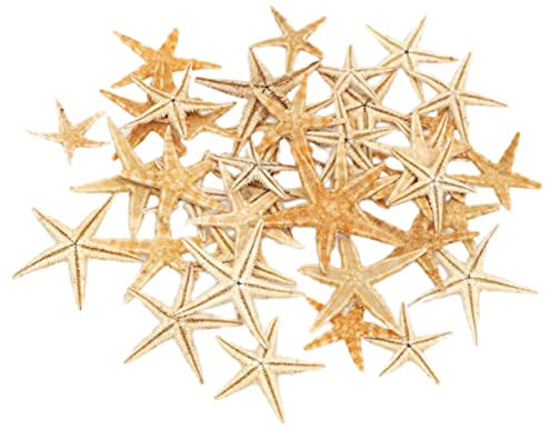 ULDIGI Mikroornament Mini-seestern-Ornament Zement Mikro-Strass-skulptur Mini-Desktop-Ornament Farbe Mini-landschaftsskulptur-Geschenk Dekoratives Ornament Mini-skulptur Landschaftsschmuc