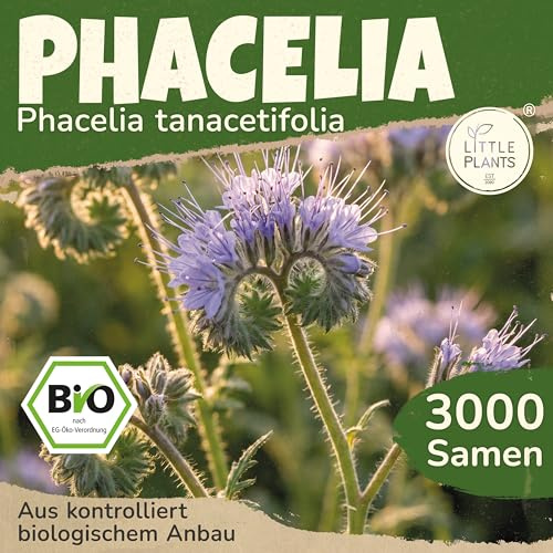 Little Plants BIO Phacelia Samen 3000 Phaceliasamen Blumensamen für Blumenkübel Bienenfreund Samenfest Blumen Samen für Balkon und Garten