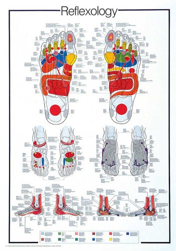 empireposter Poster - Educational - Bildung - Reflexology Fussreflexzonen