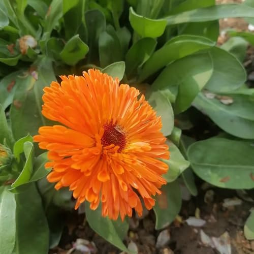 semi di calendula biologici, calendula Balcone, resistenti all'esterno, primaverili di perenni 125pcs