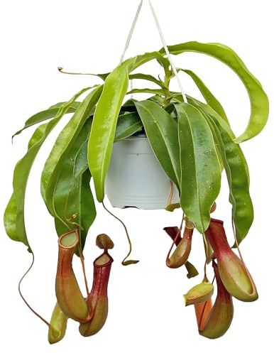Live Pitcher Plant, Nepenthes Houseplant, Monkey Cup, Unusual Rare Plant, Office Gift, Housewarming Gift, Fully Rooted Indoor Plant, Grandma Gift, Birthday Gift in 6 Hanging Basket