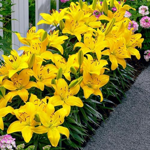Bulbes de lys Bordure Jaune - Lys Bulbes - 10 Bulbes de Fleurs à Planter Exterieur - Plantes Vivaces Exterieur - Rustique - Naturelle Plantes de Hollande (gros, pas de graines)