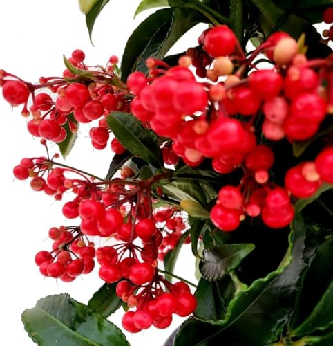 Descubre la Elegancia de la Planta Natural Ardisia Crenata - Arbusto de Interior
