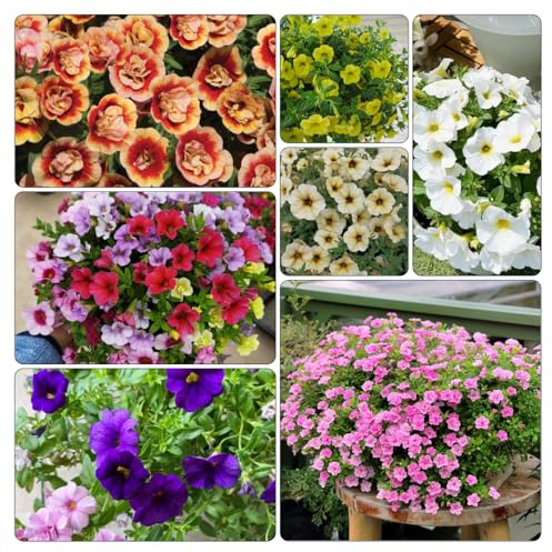Semi di Campanula Magica - giardino sul balcone rare rampicanti, esotiche recisi resistenti, adatte al 450pcs