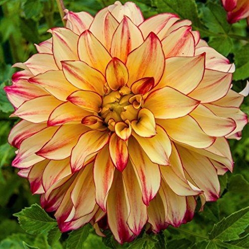 Easy to Grow Dahlia Lady Darlene 3 Clumps of Tubers - Large Yellow & Pink Flowers Blooms in Summer to Fall Sun, Plant in Spring