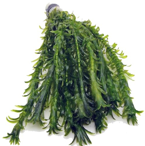 12 ELODEA DENSA - XL Bunch Oxygenating Weed Live Pond Plant Water Aquarium Aquatic Plants Egeria K2AQUA