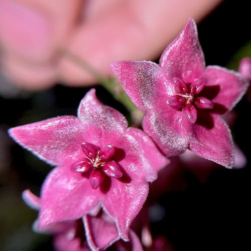 semi di hoya selvatici, decorazione del soggiorno Hoya da giardino, primaverile, luoghi soleggiati selvatici da balcone, 200pcs