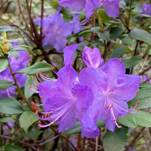 Semillas de rododendro, semillas de azalea, semillas de jardín de rocas resistentes raras productos sostenibles 450pcs