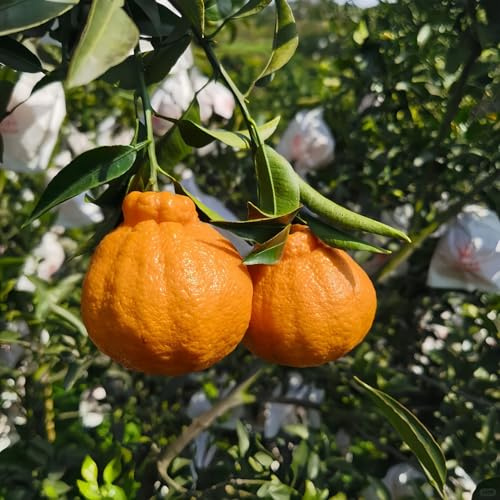 arancio semi di d'arancio Semi resistenti per balcone Coltivare ver appartamento giardino roccioso con balcone 100semi