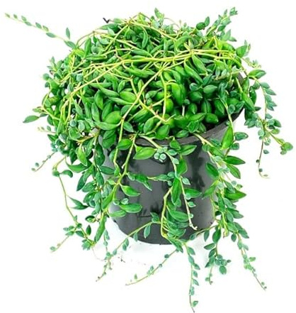 Planta Suculenta PREMIUM Senecio Herreianus Cadena de Lágrimas
