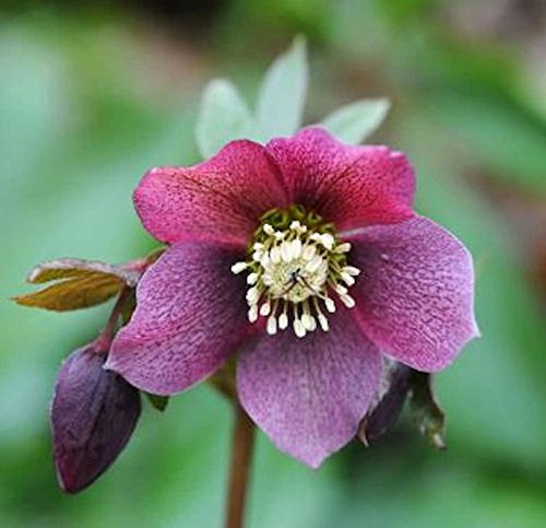 Christrose Lenzrose Red Lady - Helleborus orientalis - lebende Gartenpflanze aus den Baumschulen