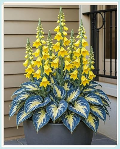 Hosta Mélange de rhizomes vivaces rustiques, Rizoma di Hosta,caucun arrosage nécessaire, Onvient pour le printemps et l'automne-6 Rizomi-A