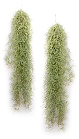 PlanDAIRE – Air Plant Tillandsien Usneoides – älvhår vitt – hängande växt – hängande dekoration – luftväxter hängande – älvhår vit – växt utan jord (2, 50–60 cm)