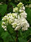 Weißer Flieder Syringa vulgaris alba Pflanze 45-50cm Fliederstrauch Rarität