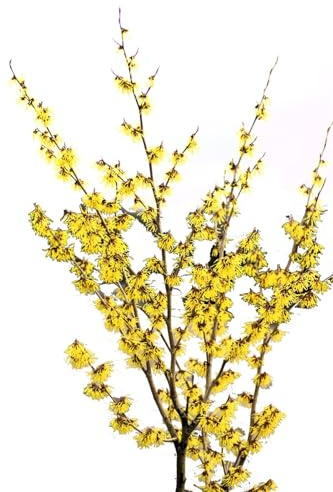 Gelbblühende Zaubernuss Hamamelis Promise 'Arnold Promise' 40-60 cm winterhart Freilandaufzucht