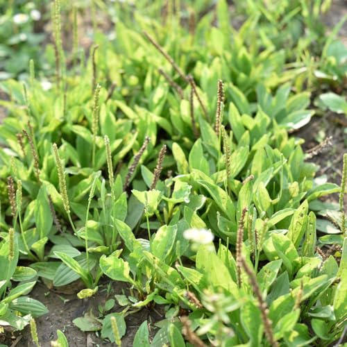 100 pz semi di plantago piantaggine per dei da interno del giardino delle decorativi balconi amanti