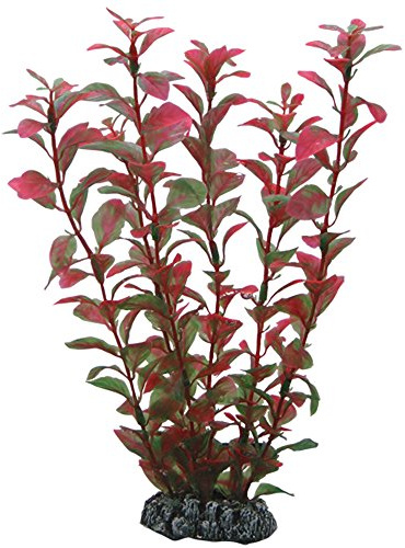 Hobby Ludwigia – 25 cm
