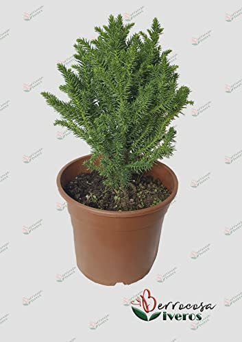Cryptomeria japonica (vilmoriniana) de Viveros la Berrocosa Alt. aprox 25cm maceta M-15 apta bonsai