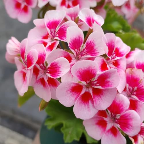 geranio di primavera acquistare semi selvatici balcone decorazione interni esotici balcone primavera tagliati selvatico, autunno, 20pcs