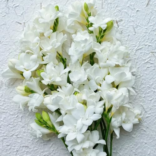 fresias - silvestres de balcón fresias de primavera raras, largo período, sostenibles decoraciones jardín exteriores Cultivando jardín en un 6bulbos