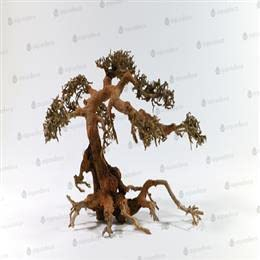 Aqua Bonsai S Aquarium
