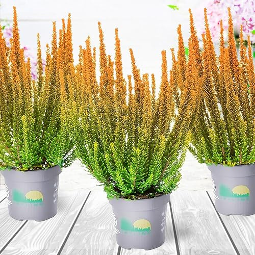 Heidekraut, Knospenheide, Besenheide, Farbe Rot, Weiß, Rosa, Violett, 3x Pflanze im Topf, Calluna vulgaris, für Balkon, Terrasse oder Garten, Winterhart & Mehrjährig, Blühend (Orange)