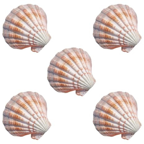 YHNNH Coquillages naturels, Lot de 5 Grandes coquilles Saint-Jacques colorées 11 à 12 cm for décoration Mariage, fête sur Le thème la Plage, d'intérieur, aménagement paysager d'aquarium