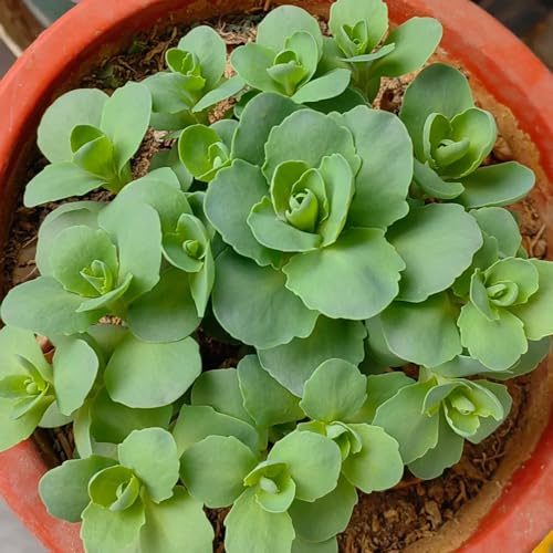 Techos verdes con sedum balcones en lugares soleados semillas de sedum semillas de ornamentales raras arbustos jardín resistentes jardín resistentes, 300semillas