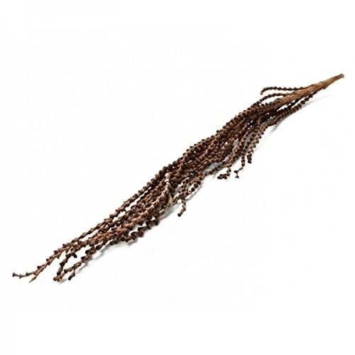 NaDeco Galho buriti in Natur, Größe ab 150cm | Großer exotischer Dekozweig | Mauritia flexuosa | Exotischer Palmenzweig | Exotische Dekoration | Brasilianische Deko | Boho-Deko | Naturdeko