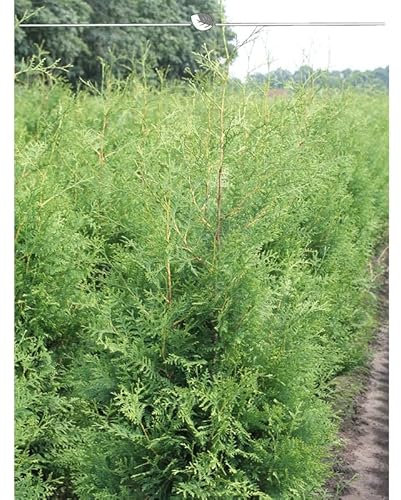 Lebensbaum Thuja Brabant 140-160 cm. Angebot: 60 Koniferen. Thujahecke - Sichtschutz-Hecke
