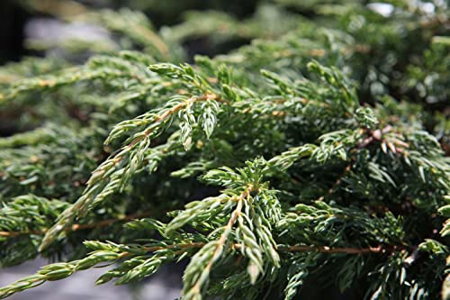 Suttons Juniperus Communis Repanda Garden Conifer Low Maintenance Common Juniper Dark Green Evergreen Ground Foliage Cover Hardy Shrub Plant 1x 3L Pot