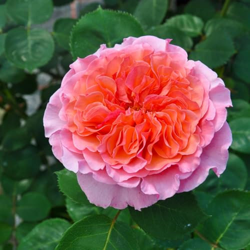 Duftende Edelrose Käthchen von Heilbronn®, orange-aprikot-rosa, Topf 5 Liter