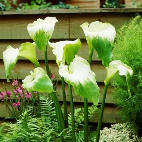 bulbi di calla - Zantedeschia aethiopica - perenni resistenti esotiche decorazione soggiorno giardino tappezzante 3pcs