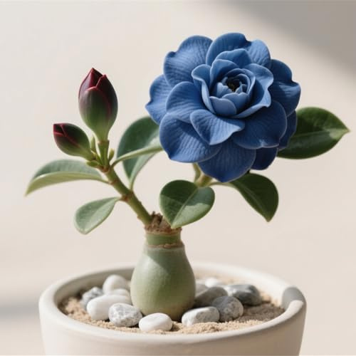 Bulbi di Rosa del Deserto | Robusti, Eleganti, Austeri, Luminosi, Resistenti-4 bulbi