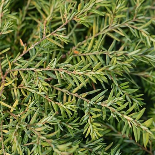 Pruche du Canada Jeddeloh - Tsuga Canadensis Jeddeloh 20/30cm Pot 2,5l - Plante En Pot - Hauteur 0,8 à 1 m - Exposition Soleil ou Mi-ombre Sol