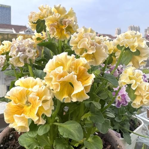 Semi di viola cornuta resistenti, comprare viole cornute Viola cornuta, decorazione del soggiorno esotici, sono perenni 300pcs