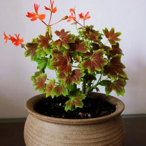 gerani, pelargoni - sul balcone d'appartamento rare per l' di semi di ombra semi selvatici Arredamento del soggiorno con 900semi