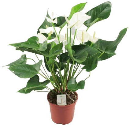 Anthurium Blanco White Star Flor de Interior Altura 60cm Planta Natural Flores Blancas