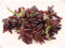 Viti,Piante Perenni,Piantare La Vite,Giardino,Rizomi D'Uva,Coltivazione Dell'Uva,Vigne In Vendita-3bulbi-F