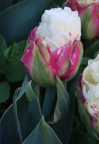 20 Gefüllte Päonienblütige Tulpen Ice Cream Blumenzwiebeln Tulpenzwiebeln Blumenhandel Ullrich