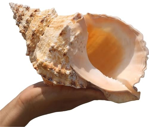 LOJAX Einzigartige große natürliche Muscheln für Hochzeitsdekoration, Heimdekoration, Strand-Mottopartys und Heimwerken(15cm)