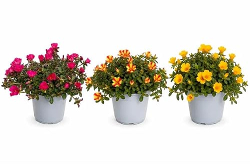 I GIARDINI DI GIULIA - Portulaca Pianta Vera in Vaso, Pianta Grassa Fiorita, Diametro 14 cm, Altezza 25 cm, per Balcone, Terrazzo e Giardino