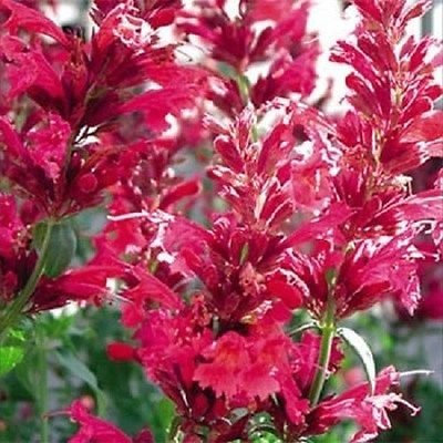 Agastache Heather Queen Seeds 20 semi da giardino