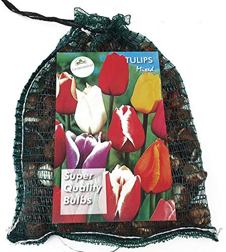 Tulip Triumph x 100 Mixed Tulips Spring Flowering Bulbs for Planting