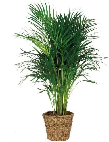 Bloomique - Dypsis lutescens - Palma d’oro Areca - Palma - Pianta da interno - Purifica l’aria - Sicura per animali - Alta 100-110 cm - Cestino in rattan 21 cm
